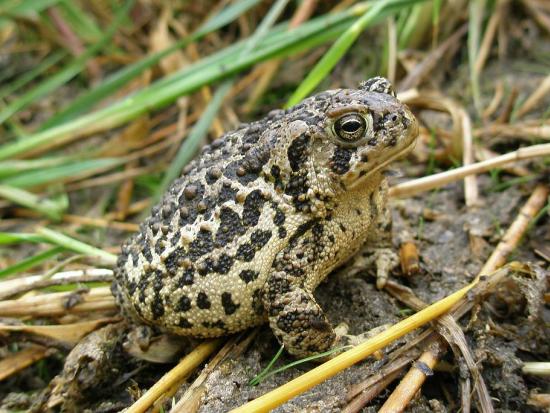 Light tan toad with dark blotches surrounding warts.