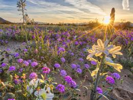 desert_lily_preserve_blm_bob_wick.jpg