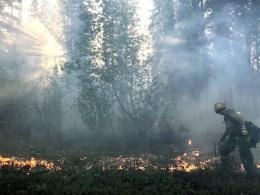 Open spacing between pine trees after a project to reduce fire risk in areas near homes