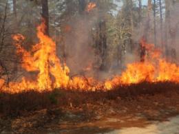 Flames burning the edge of a forest