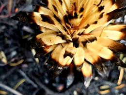 Fire-adapted bear grass, post-burn