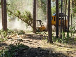 Machinery grinding up small trees in a forest