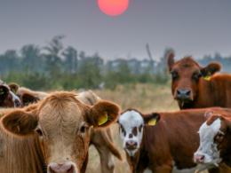 Cows in front of a red sun