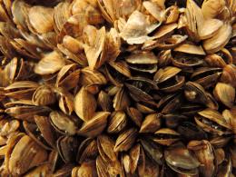 Image of zebra mussels