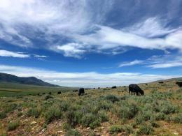 Cows grazing on a hillside of shrubs and grasses
