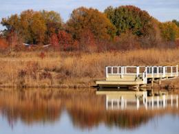 A dock over clear water and orange leaves and tall grass in the background.