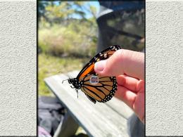 monarch butterflies  photo