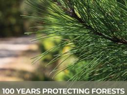 Cover of the 2020 NASF Annual Report with close-up photo of a pine branch and collage of photos showing forestry-related activities