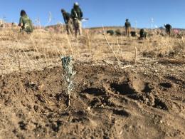 A newly planted sagebrush seedling is surrounded by dirt. 