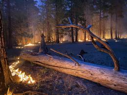 A prescribed fire burns around a fallen tree and in standing trees in the background at dusk. Photo by NPS.