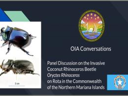 OIA Conversations – The Coconut Rhinoceros Beetle in Rota CNMI 
