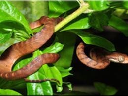 The Brown Tree Snake on Guam photo
