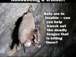 Image of White-nose syndrome challenge poster