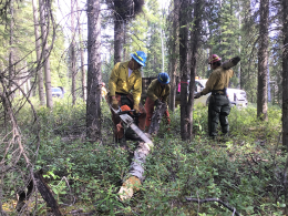 Three firefighters using chainsaws to cut up a log near the Wrangell-St. Elias National Park Headquarters in Alaska