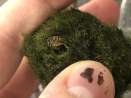 Image of someone holding aquatic moss ball with zebra mussel inside.