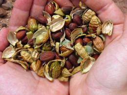 Two hands holding seeds. 