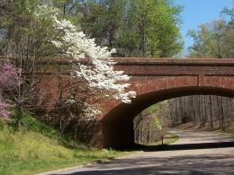 One brick bridge surrounded by flowering trees.