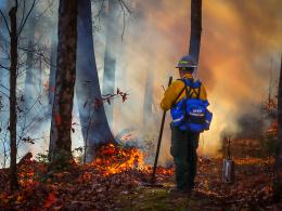 A firefighter monitors a prescribed fire, a low flame burning in dry leaves in a forest.