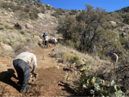 Four workers are on a dirt trail that traverses a slope. Another worker is in the vegetation downhill of the trail.