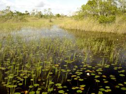 The wetlands at Everglades National Park feature lush, green vegetation.