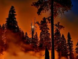 A forest fire burning actively at night