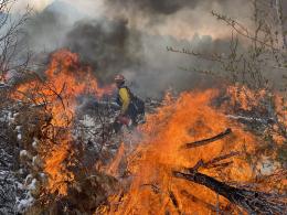 A firefighter walks through a forest with burning trees