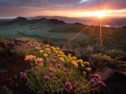 Wildflower bloom at Slinkard Wilderness Study Area at sunset. 