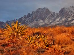 Snow-covered Organ Mountains rise into the clouds behind a field of vegetation.