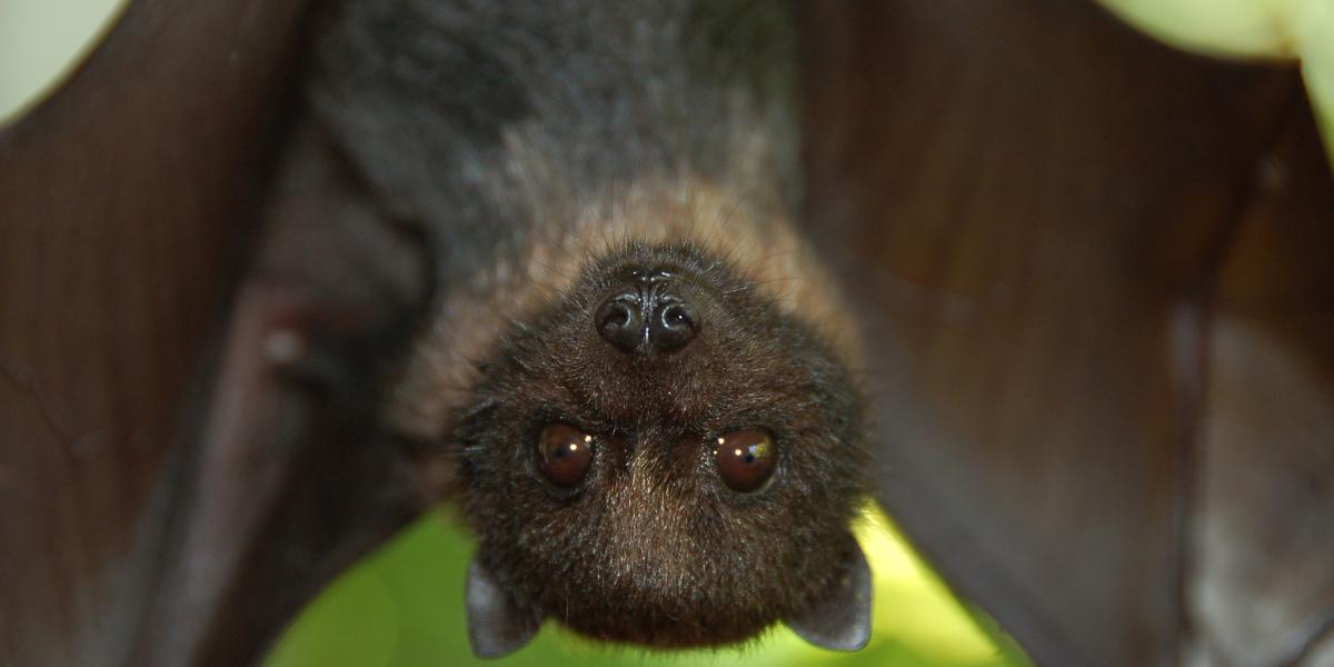 Bats Are in Danger. Here's How and Why We're Helping Them. (U.S.