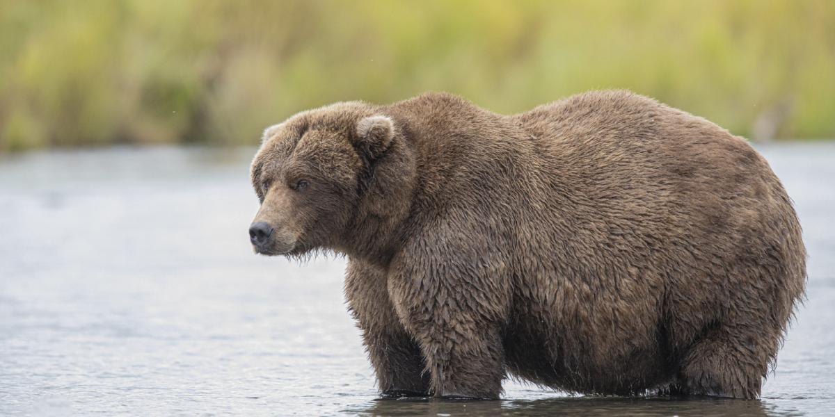 Brown Bears - Bears (U.S. National Park Service)