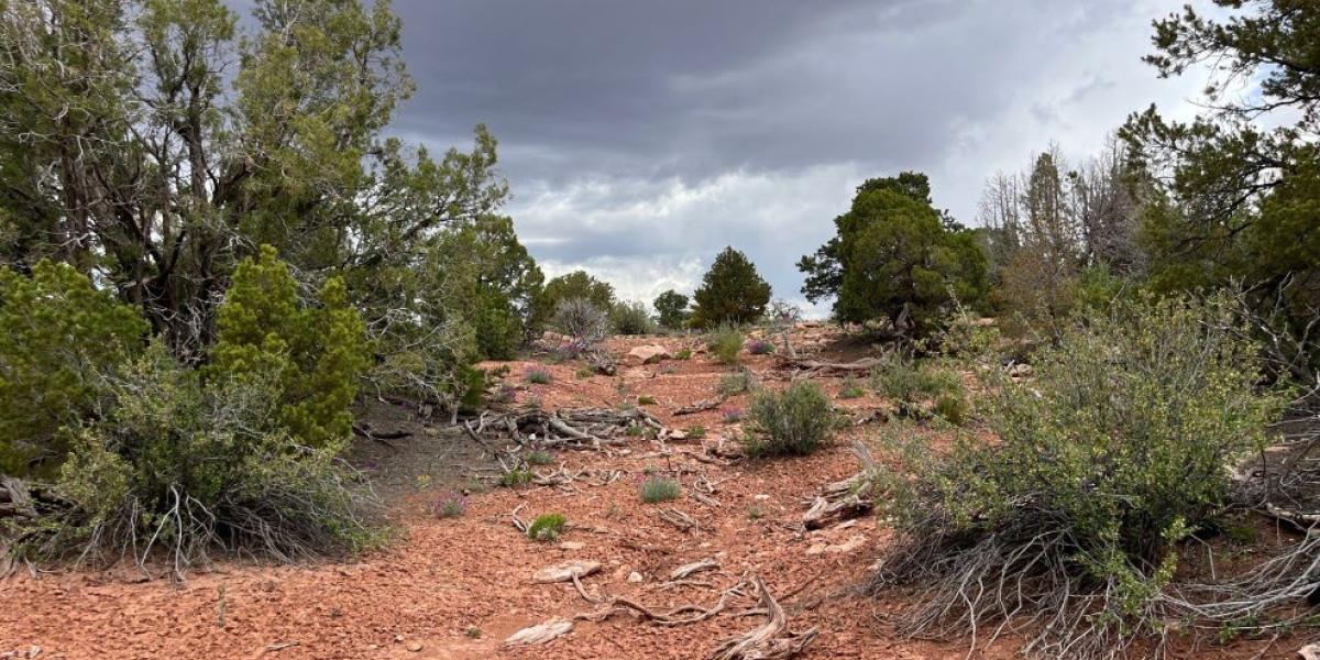 Interior Department Approves Utah Uranium-Vanadium Mine to Strengthen U.S. Mineral Security