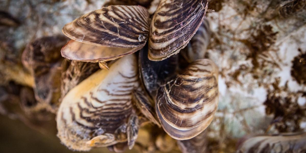 Department of the Interior Reports Major Progress Against Invasive Species