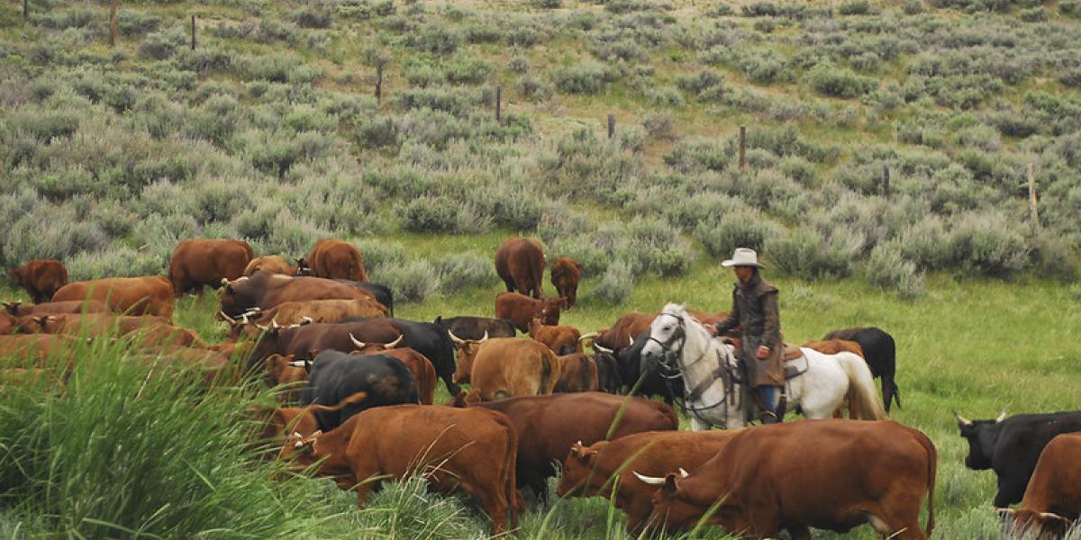 Department of the Interior Proposes Modernizing Grazing Regulations to Support Ranchers and Healthy Rangelands