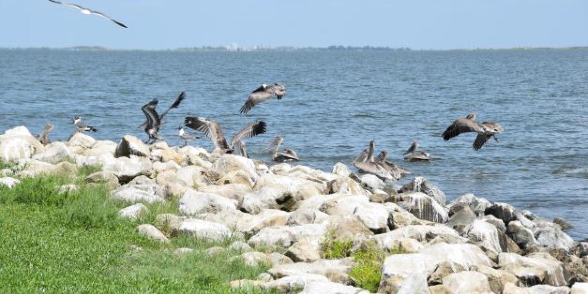 Deepwater Horizon NRDA Release Draft Plan to Restore Terrebonne HNC Island U.S. Department of