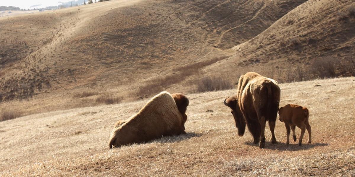 It's Bison, Not Buffalo. And Other American Bison Facts  Smithsonian's  National Zoo and Conservation Biology Institute