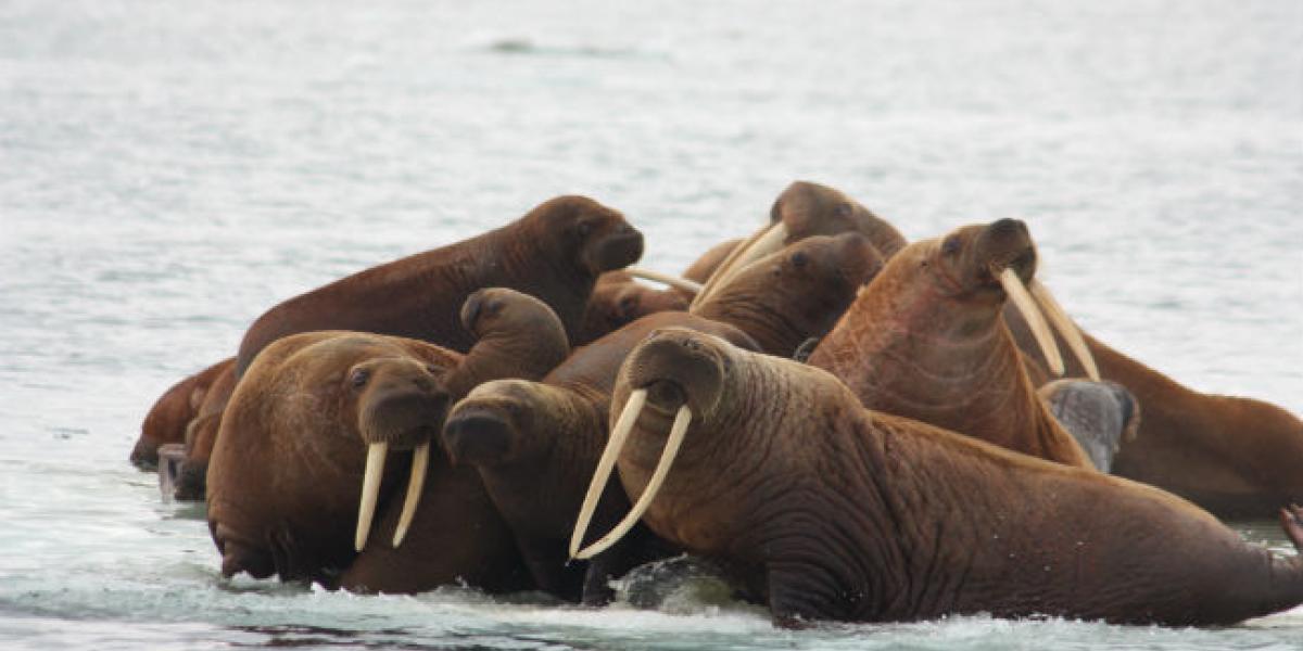 The Upcoming U.S. Chairmanship of the Arctic Council | U.S. Department of the Interior