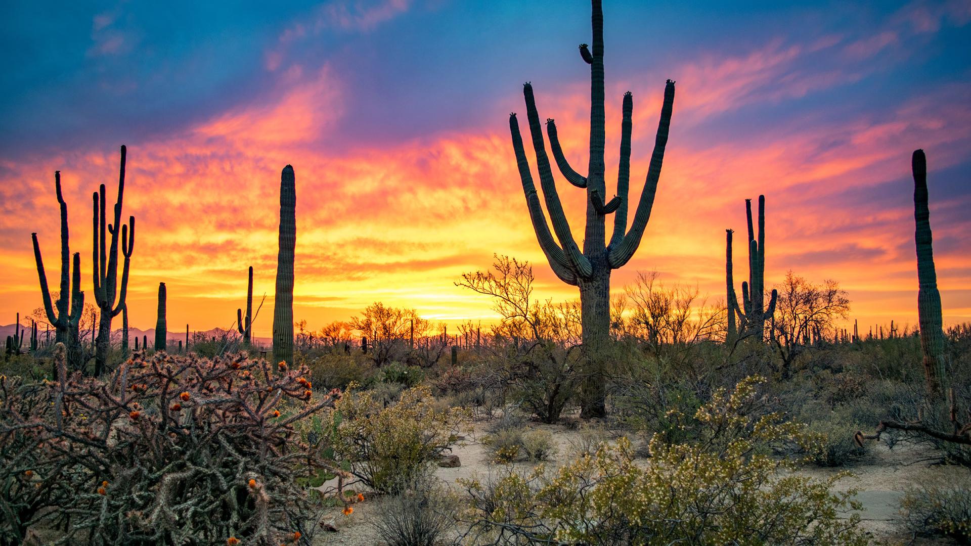 Saguaro National Park Trails