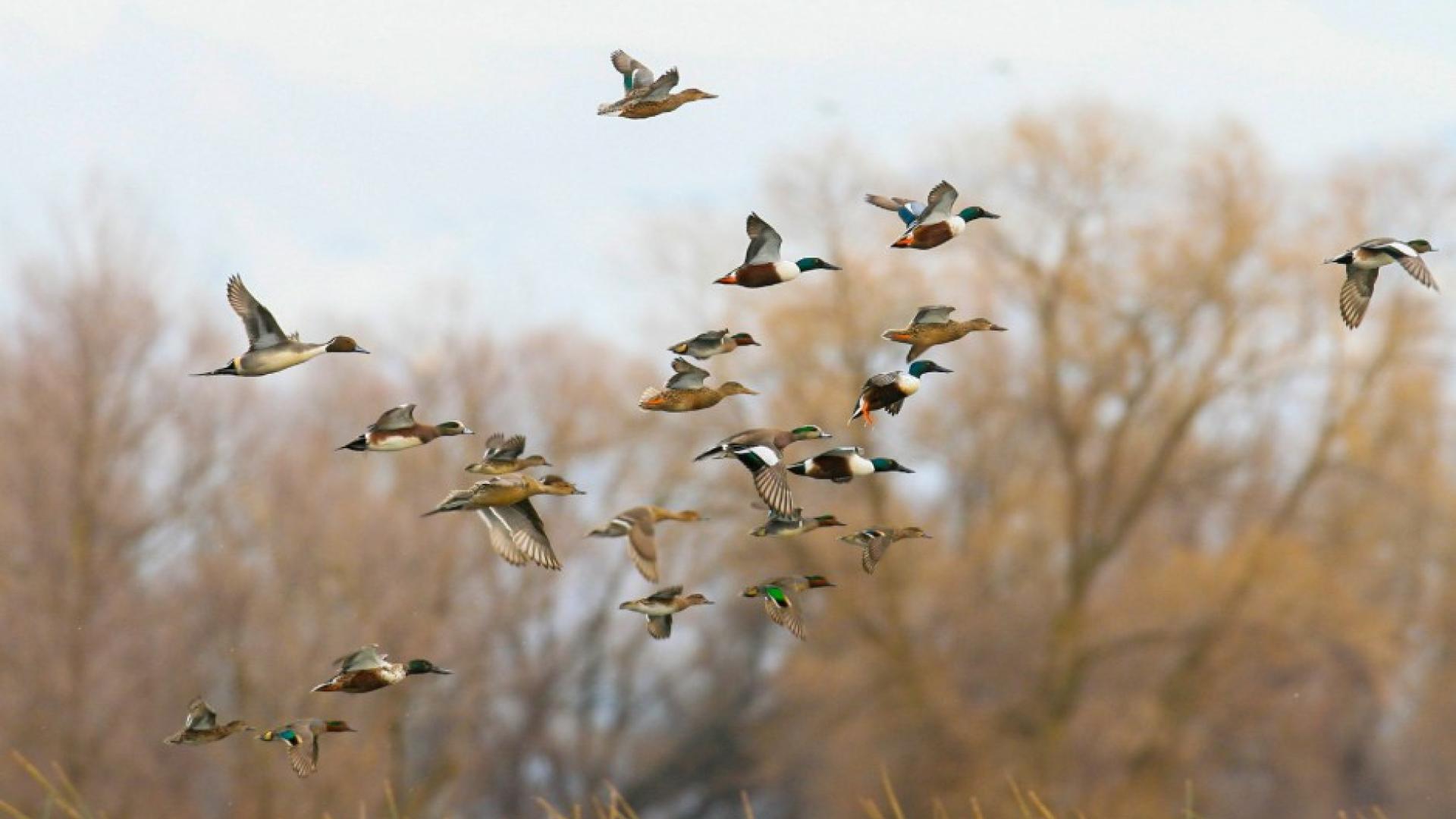 Ducks fly past trees and brush