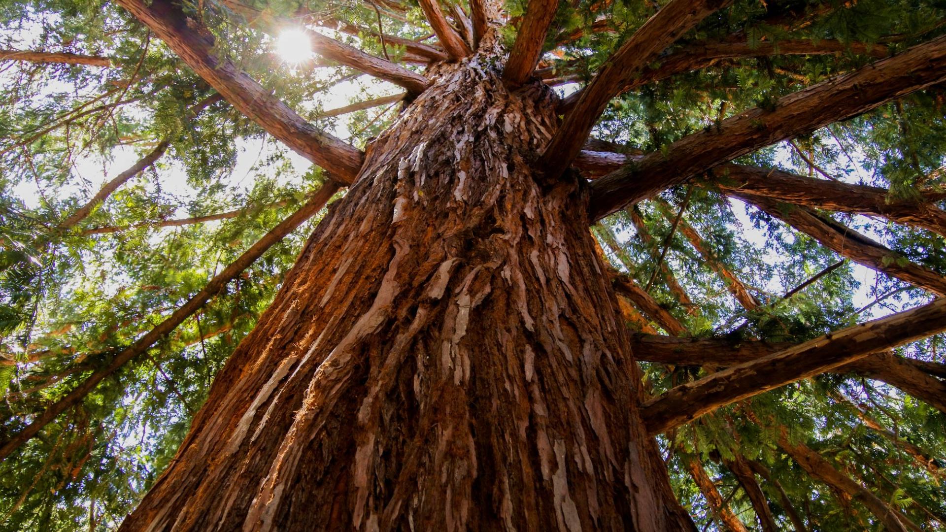 A Giant Sequioa tree is seen from below, looking up to its tall trunk and branches.