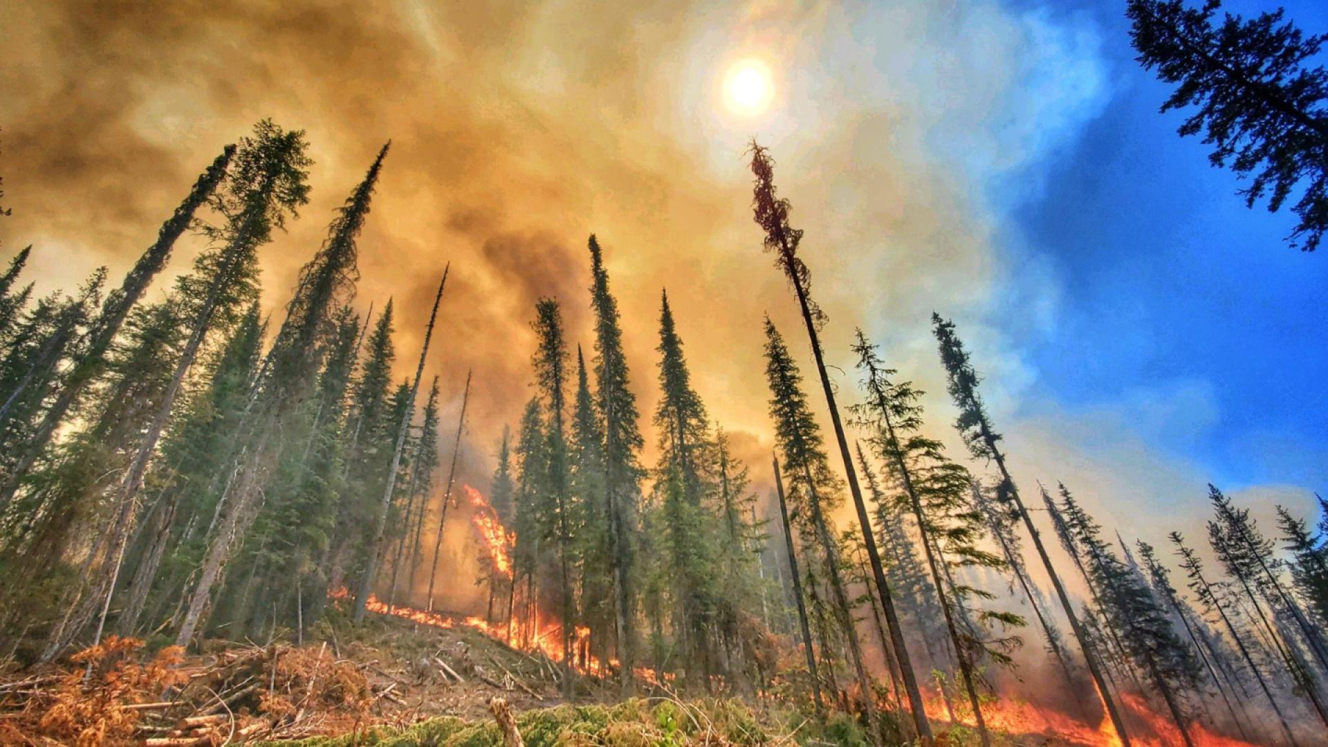 The Summit Trail Fire.
