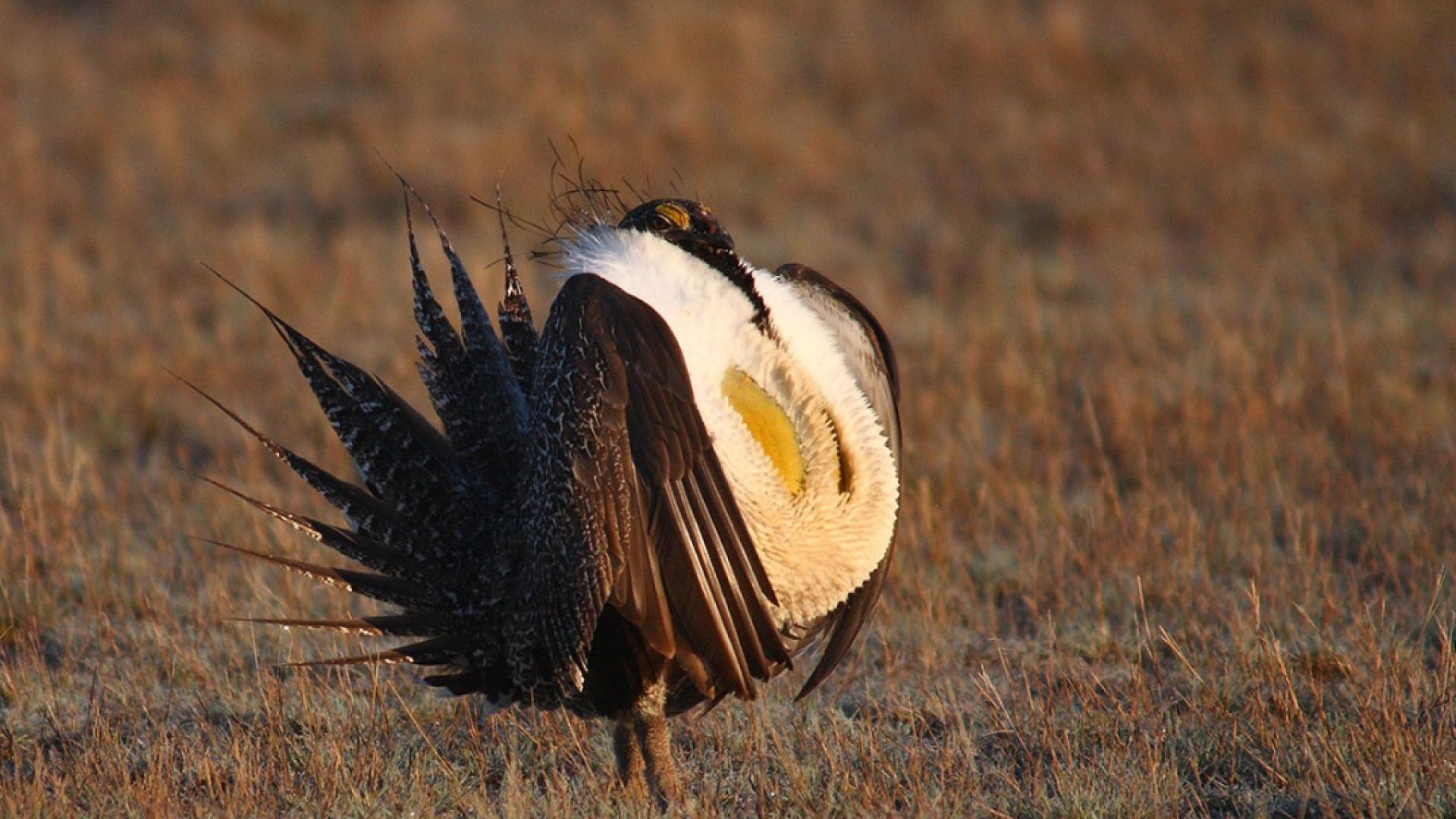 Greater sage-grouse in a field at dawn. Photo by Steve Fairbairn, USFWS.