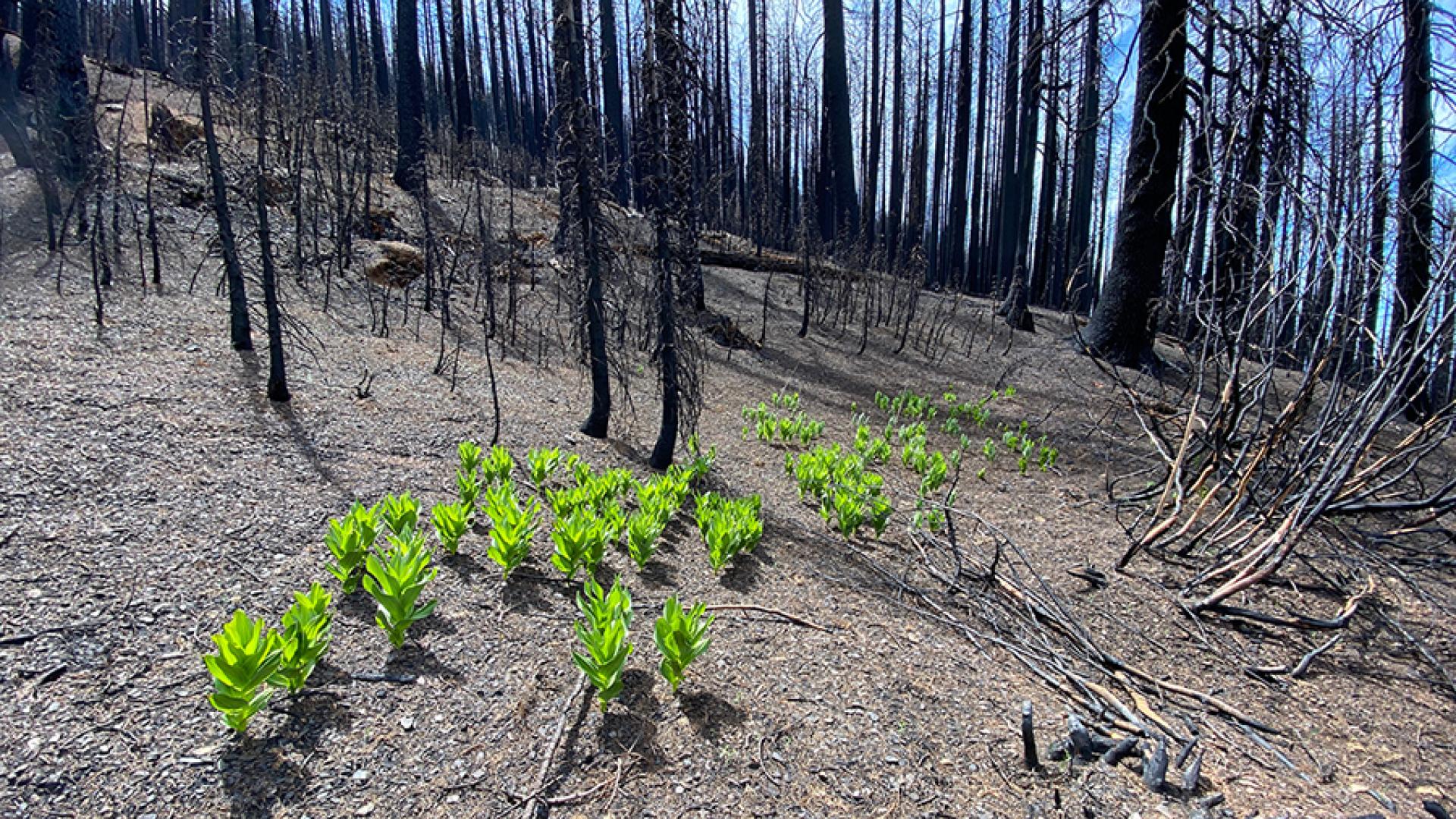 A patch of bright green corn lilies glow in the sunlight amid an otherwise barren forest floor and blackened trees stretching toward a blue sky. The lilies indicate the presence of shallow groundwater in a post-fire monitoring plot in the Mendocino Nation