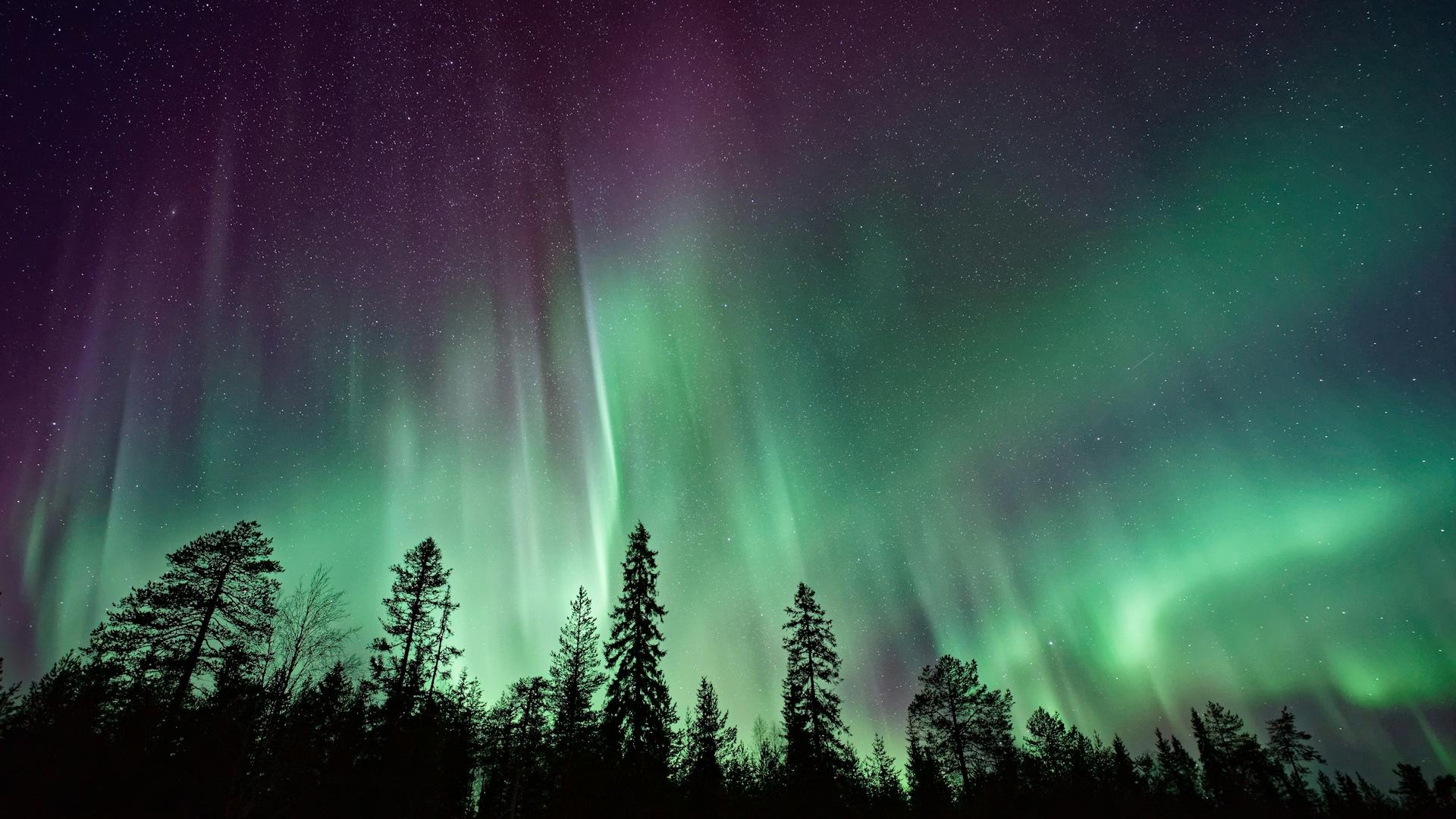 Aurora borealis in the forest