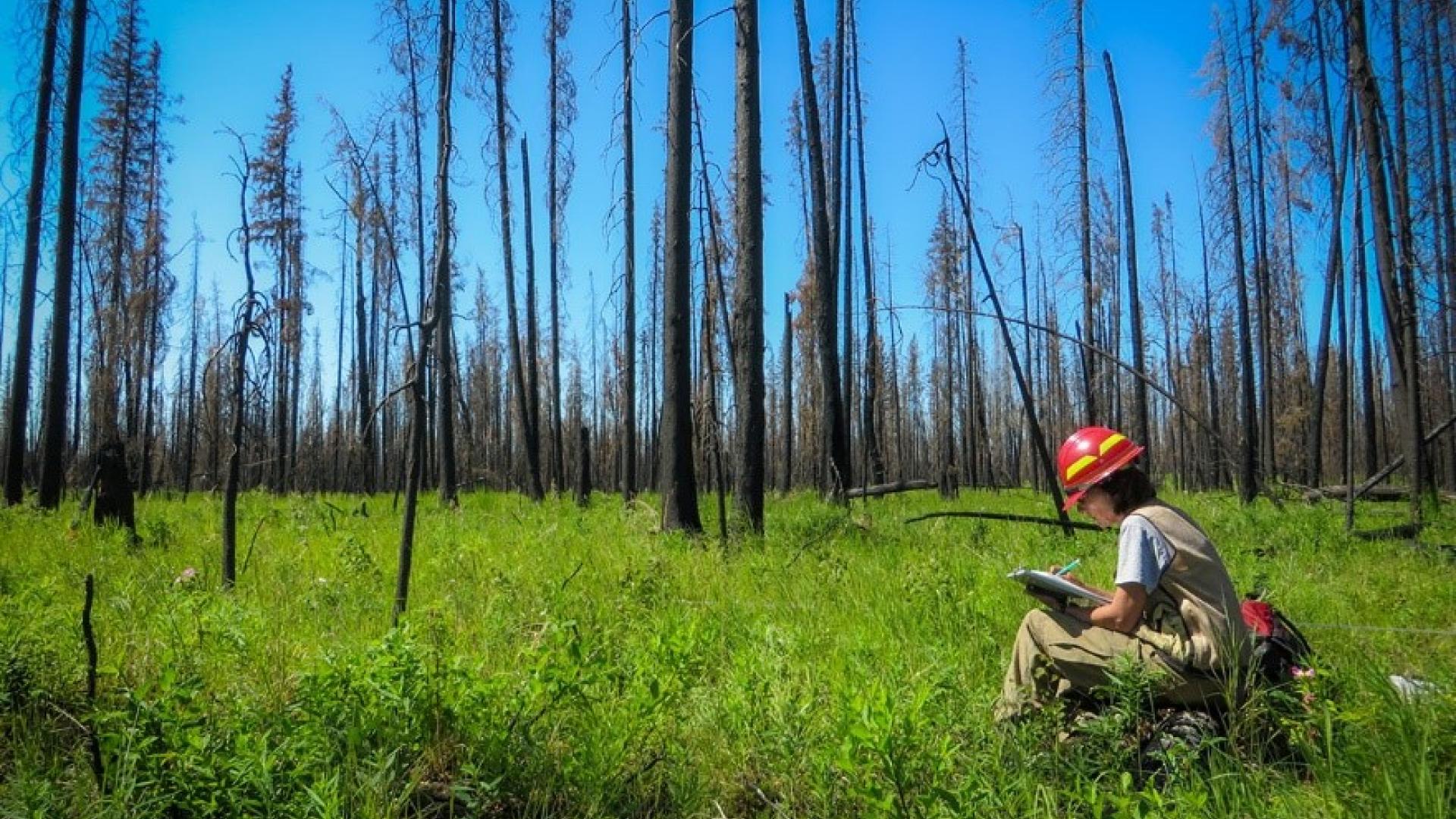 A fire ecologist sits on a burned, fallen tree with a clipboard propped on her knee as she writes notes. She’s sitting in a green field with scorched trees pointing toward a blue sky in Kenai National Wildlife Refuge in Alaska. Photo by Rachel Loehman, USGS.