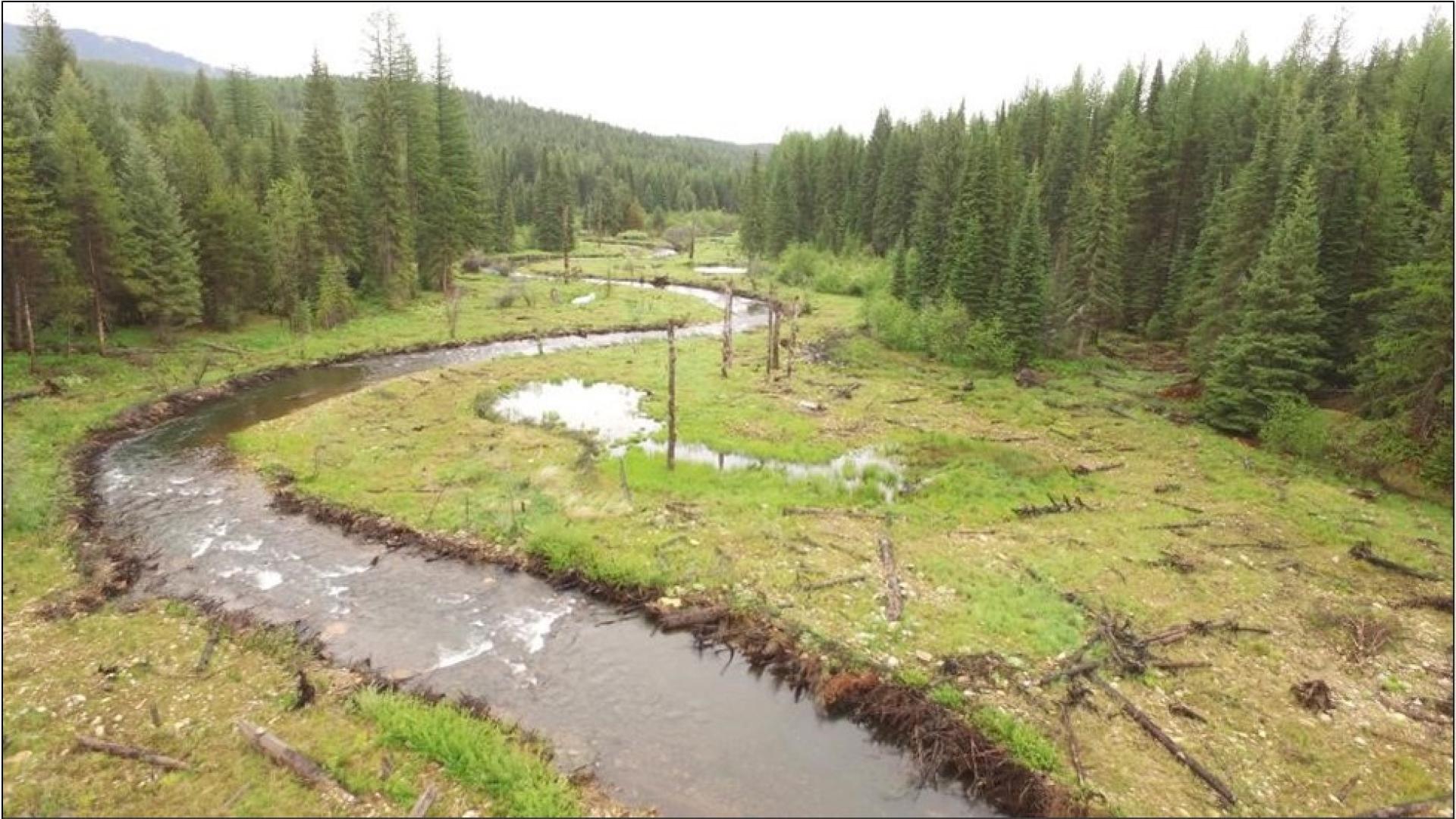 newly restored meandering creek and floodplain in forest