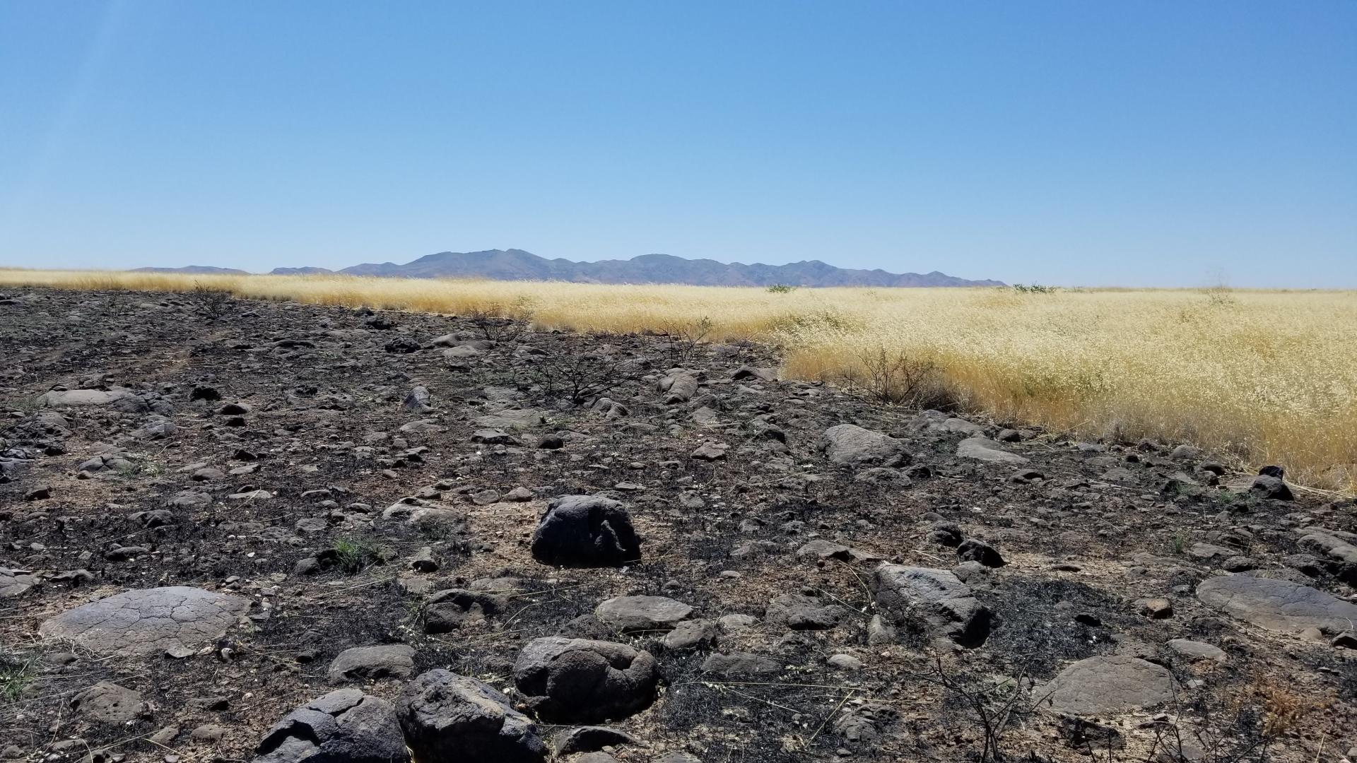 : Invasive grasses are fueling large fires in dryland ecosystems across the southwestern U.S., including at Agua Fria National Monument in central Arizona. Photo by Katie Laushman, USGS.