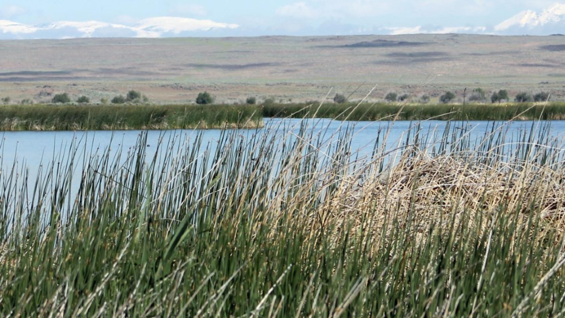 A pond with tall grass in the foreground and snowcapped mountains in the background. 