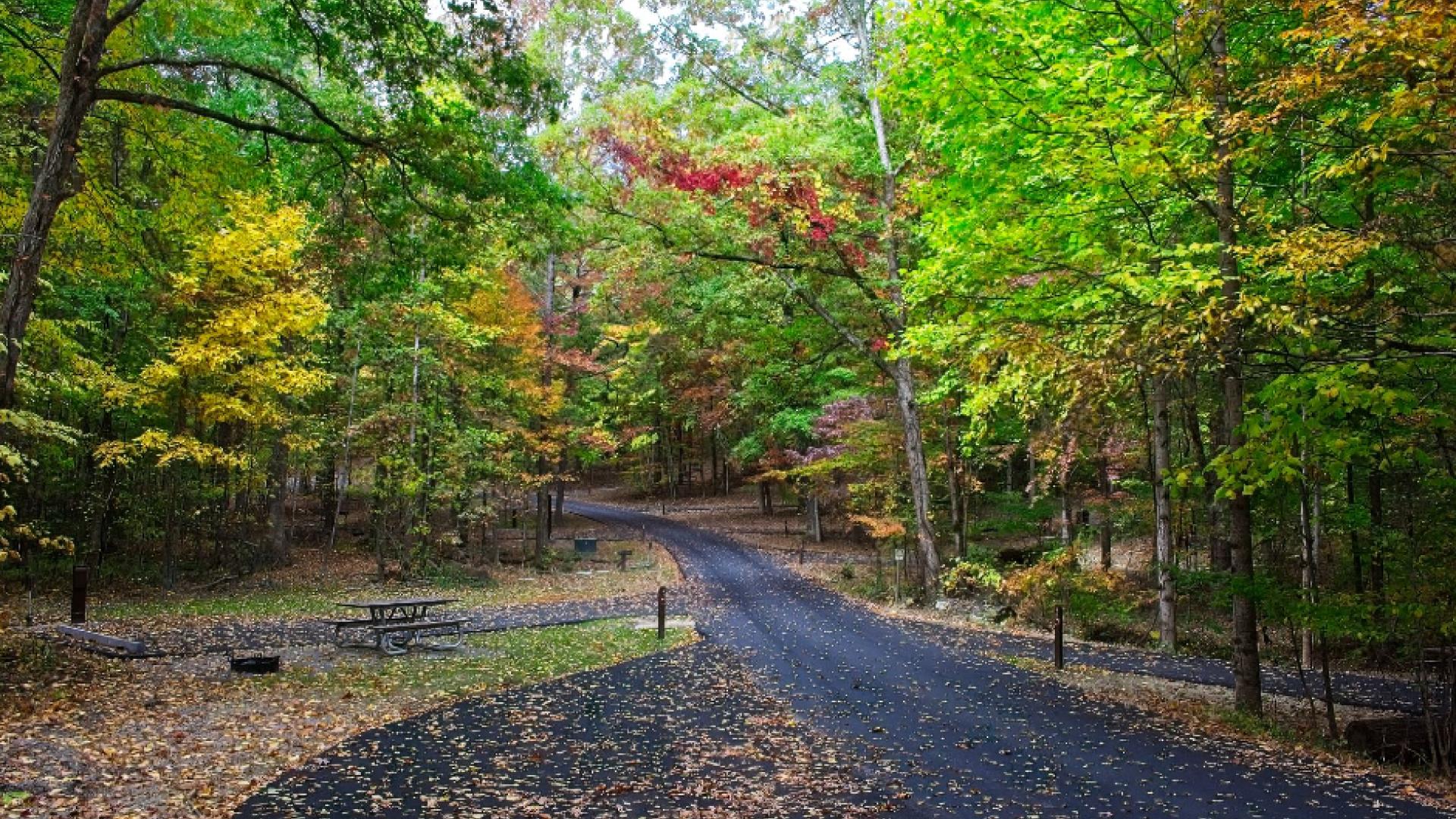 A campground road with individual sites visible surrounded by trees beginning to turn yellow, red, and orange for fall. Fallen leaves sprinkle the ground.