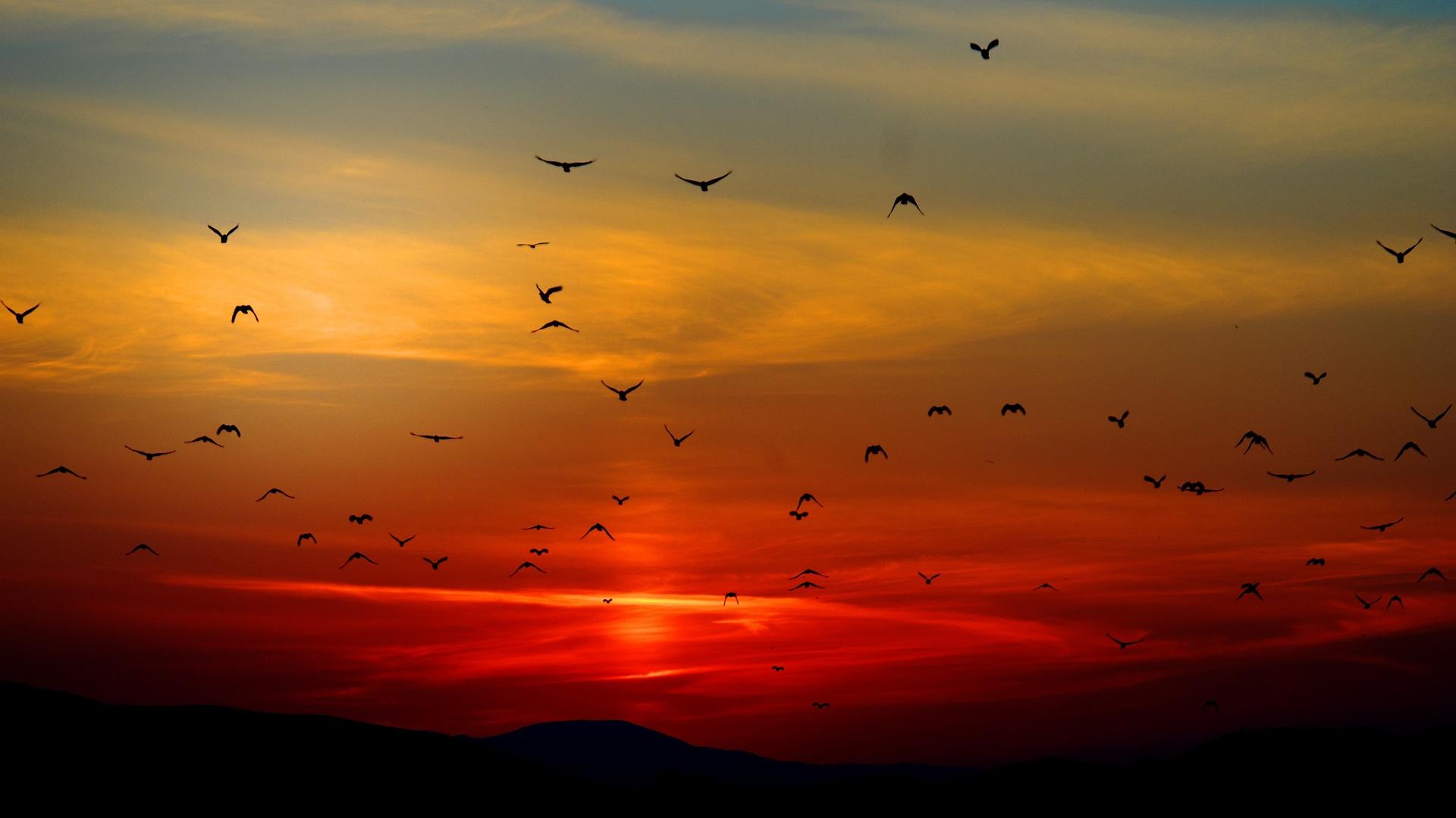 Birds flying against image of orange sunset