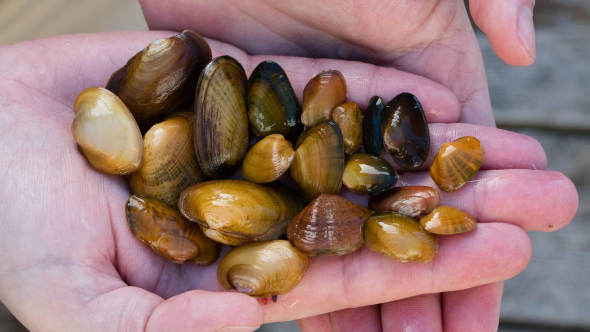 Tennessee Bean (Venustaconcha trabalis) mussels produced at the Aquatic Wildlife Conservation Center. Photo: Ryan Hagerty, USFWS.